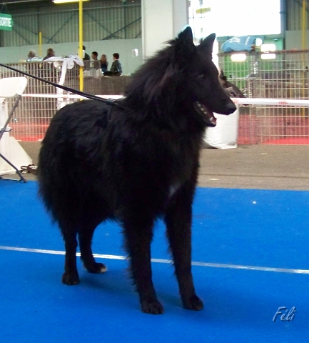 n°15 Eagle Black des perles noires 5558.JPG